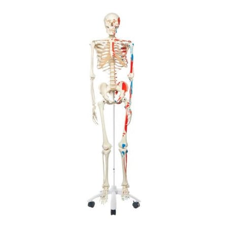 Fabrication Enterprises 3B Anatomical Model - Max The Muscle Skeleton on Roller Stand 950332